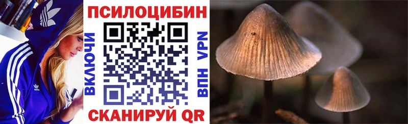 площадка телеграм Мураши Псилоцибиновые грибы Psilocybine cubensis